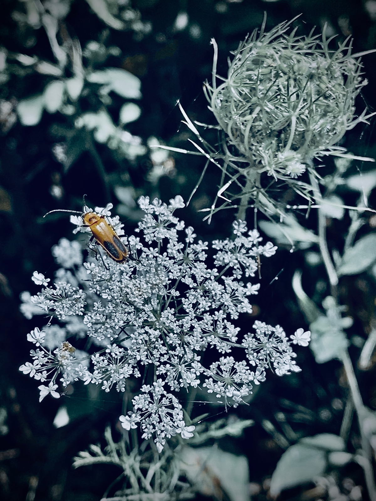 Beetle on Queen Anne’s Lace