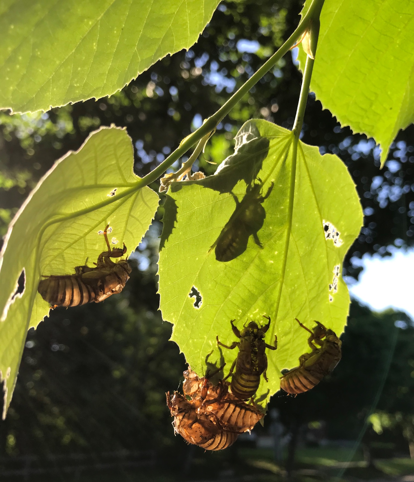 Eclosion Explosion (Cicada Nymph Skins)