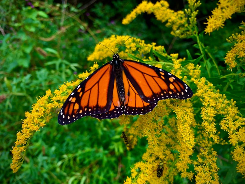 Monarch Butterfly on Goldenrod | Green Bay Trail