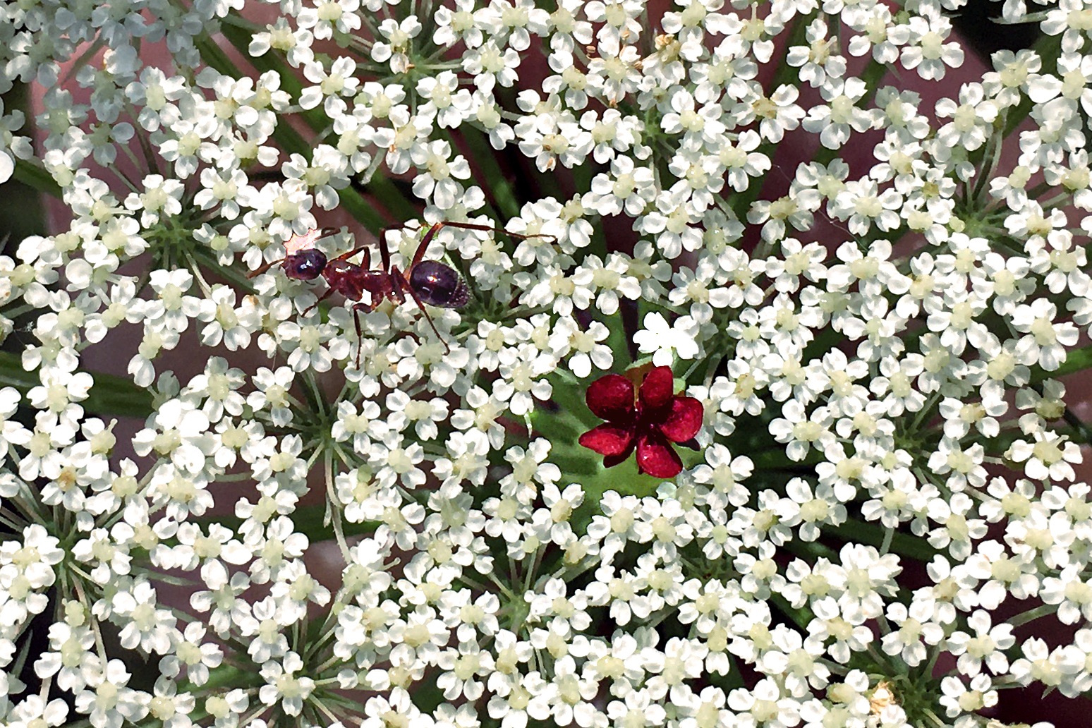 An Ant Rests in a Queen Anne’s Lace Bed