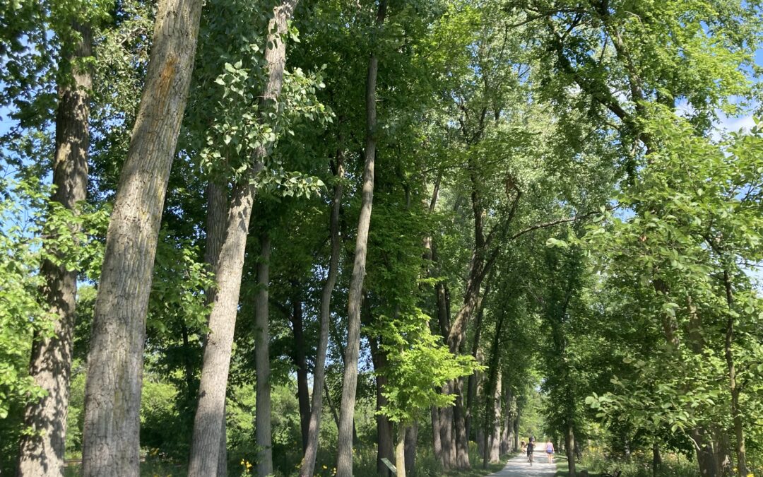 Tree lined path