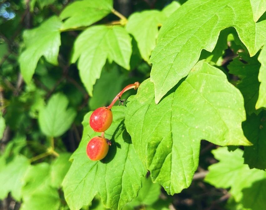 Red in a Sea of Green