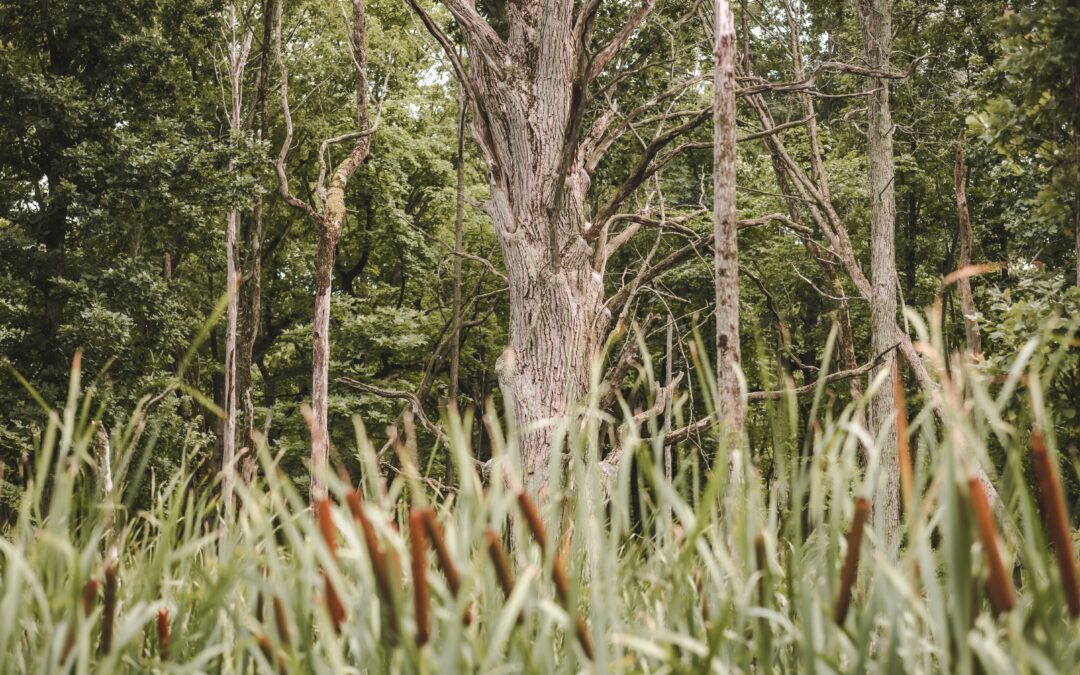 Beyond the Cattails