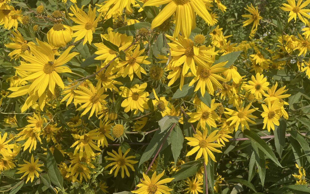 Green Bay Trail Sunshine