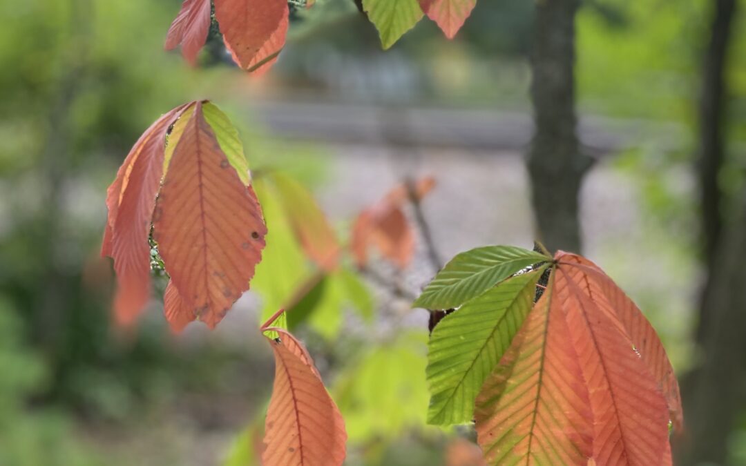 Fall colors