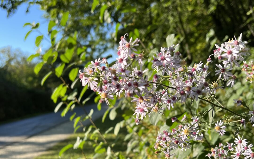 Flowers in fall light