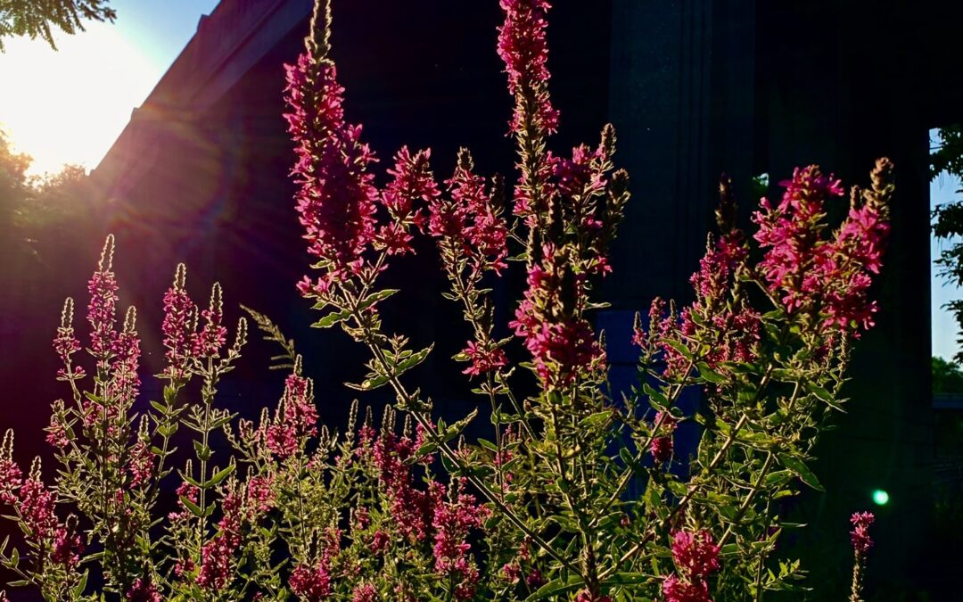 flower in sunset time